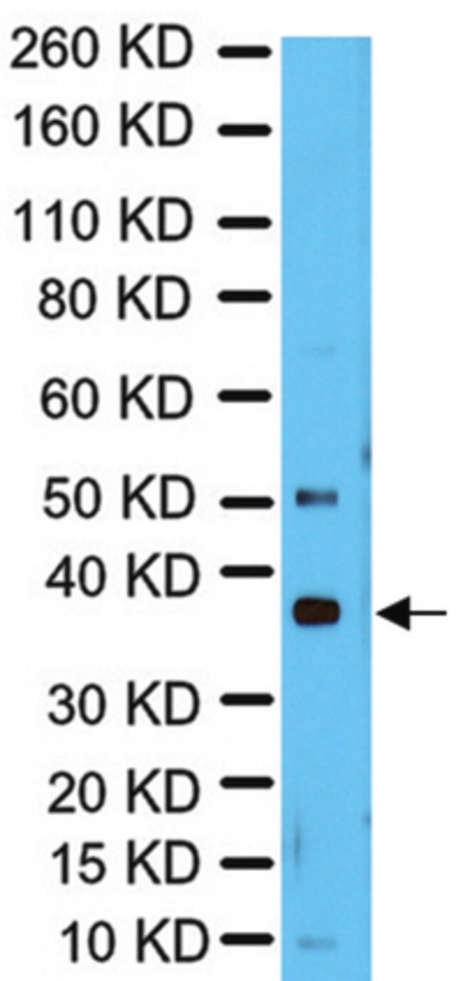 Anti-RAD51 Antibody