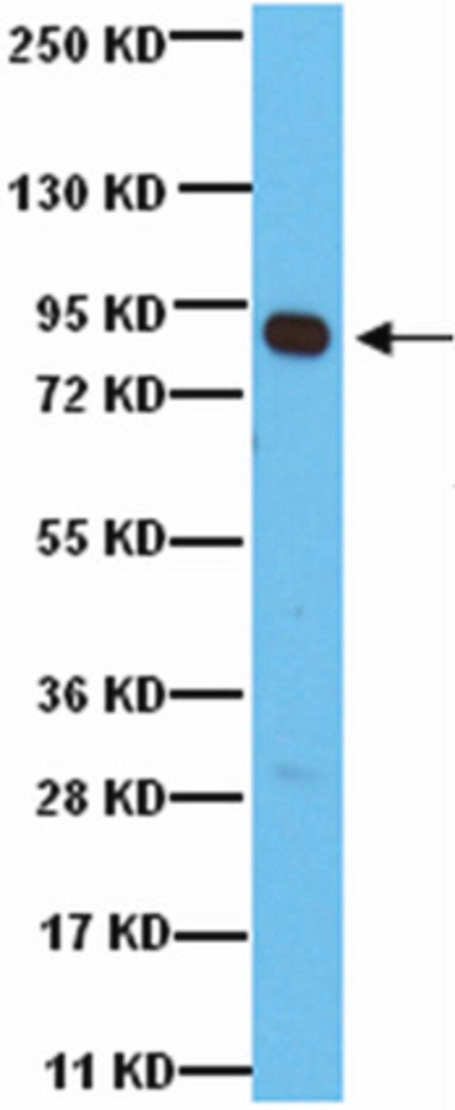 Anti-Rsk1 Antibody