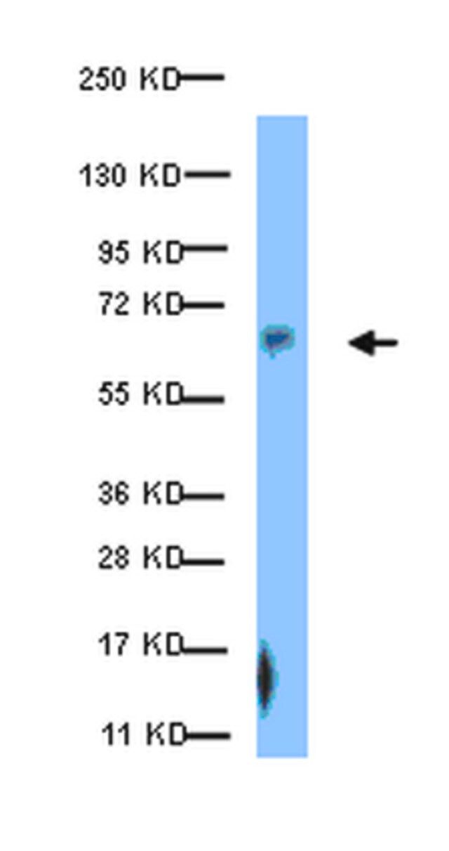 Anti-phospho-Paxillin (Ser126) Antibody