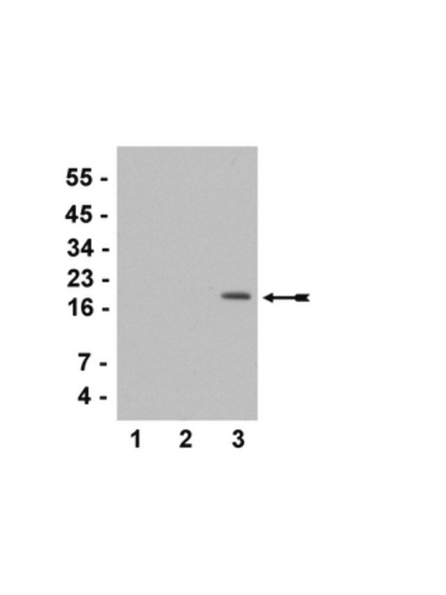 Anti-acetyl-Histone H3 (Lys36) Antibody