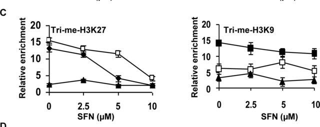 Anti-acetyl-Histone H3 (Lys9) Antibody