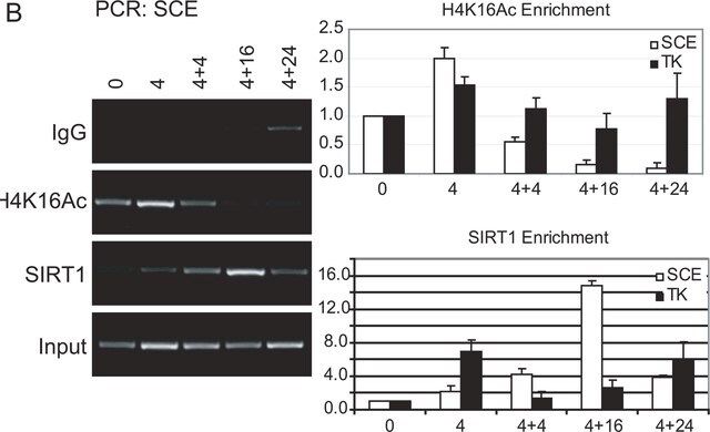 Anti-acetyl-Histone H4 (Lys16) Antibody