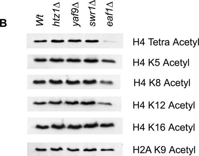 Anti-acetyl-Histone H2A (Lys9) Antibody