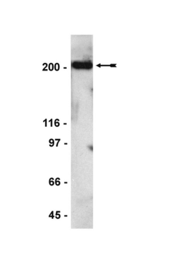 Anti-Scrib Antibody