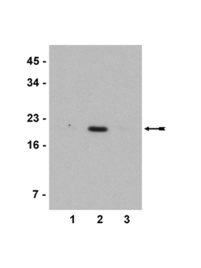 Anti-acetyl-Histone H3 (Lys 4) Antibody