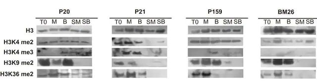 Anti-dimethyl-Histone H3 (Lys36) Antibody