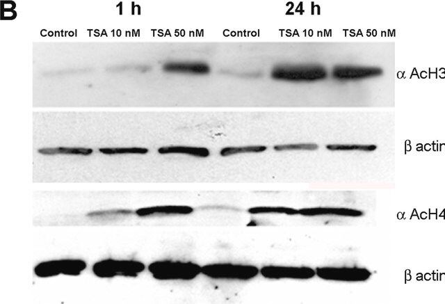 Anti-acetyl-Histone H3 (Lys9/18) Antibody