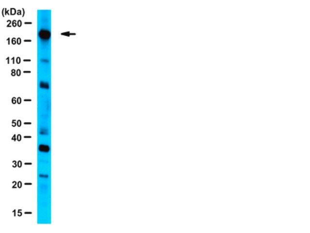 Anti-eIF4G Antibody