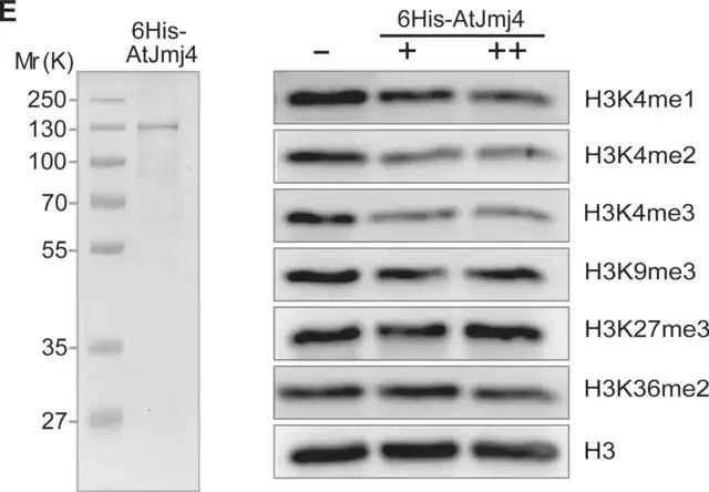 Anti-monomethyl-Histone H3 (Lys4) Antibody