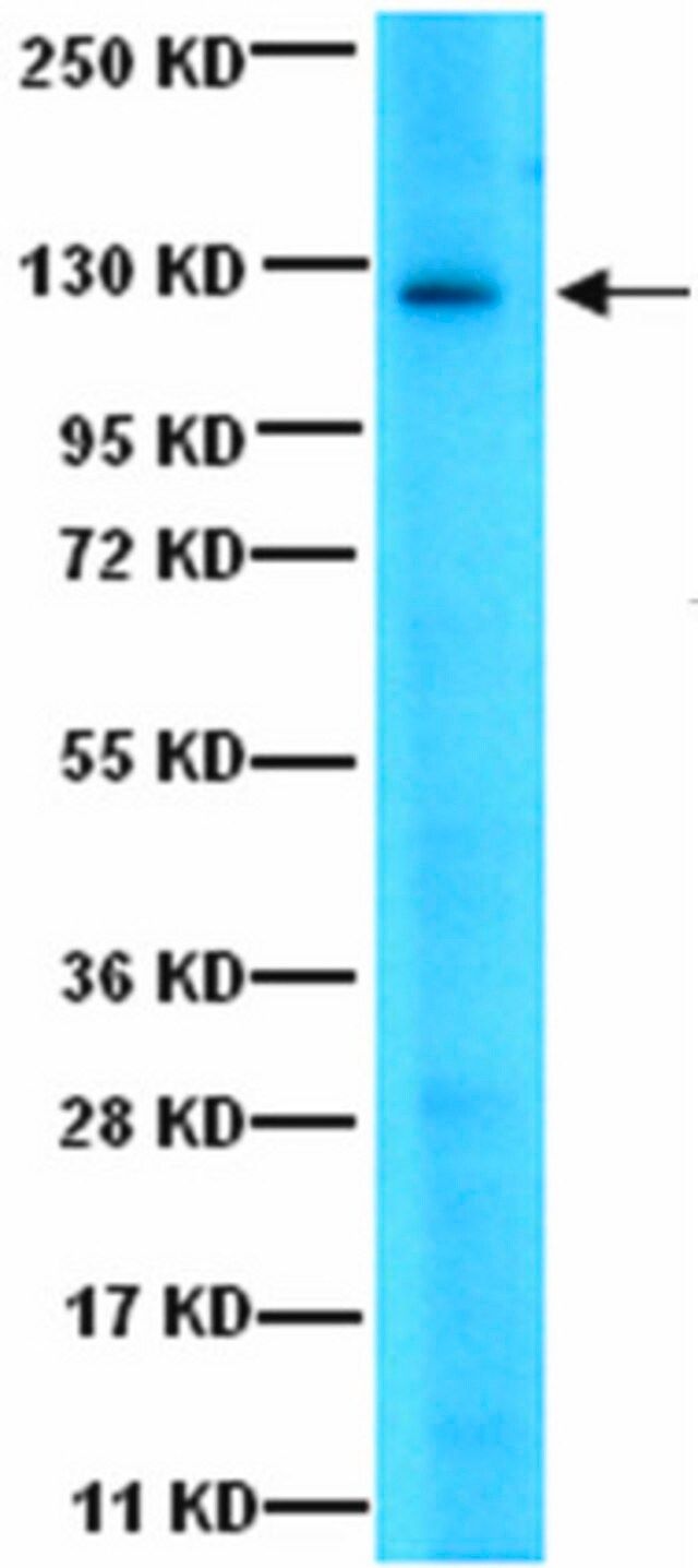 Anti-JAK3 Antibody