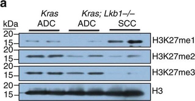 Anti-monomethyl-Histone H3 (Lys27) Antibody