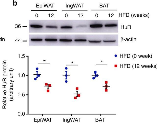 Anti-HuR Antibody