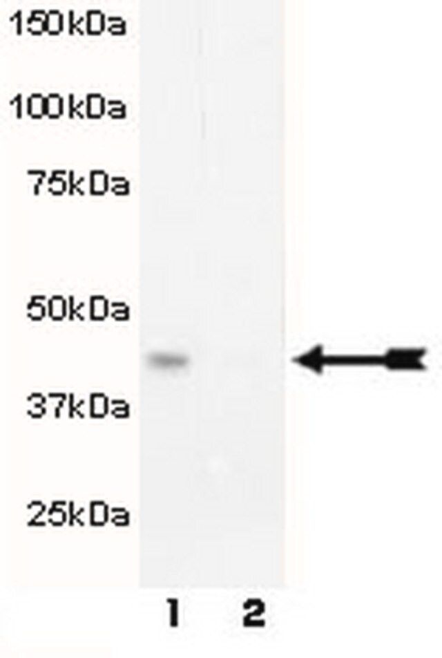 Anti-phospho-MEK1 (Thr292) Antibody