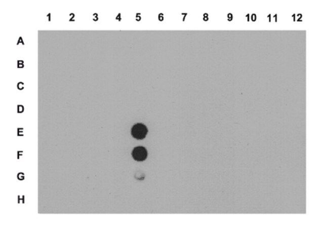 Anti-dimethyl-Histone H4 (Arg3) Symmetric Antibody