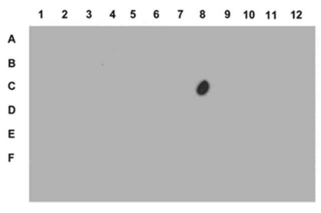 Anti-phospho-Histone H3 (Ser28) Antibody