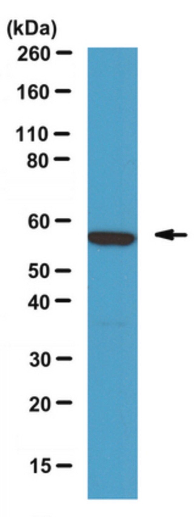 Anti-Calcineurin A Antibody