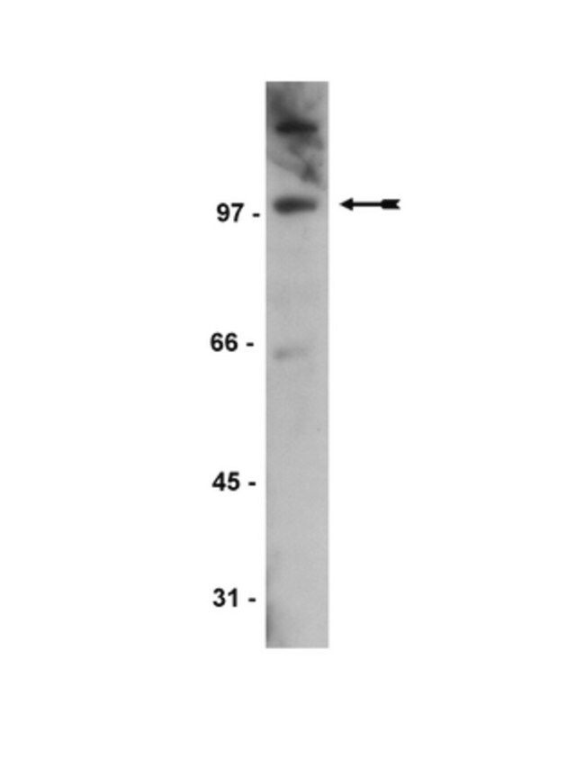 Anti-Daxx Antibody