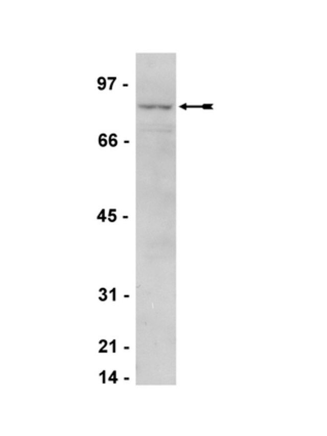 Anti-IKK Antibody