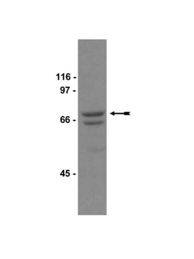 Anti-Raf-1 Antibody