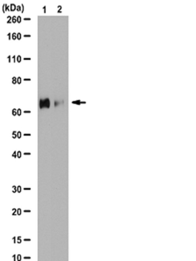 Anti-phospho-PLK1 (Ser137) Antibody