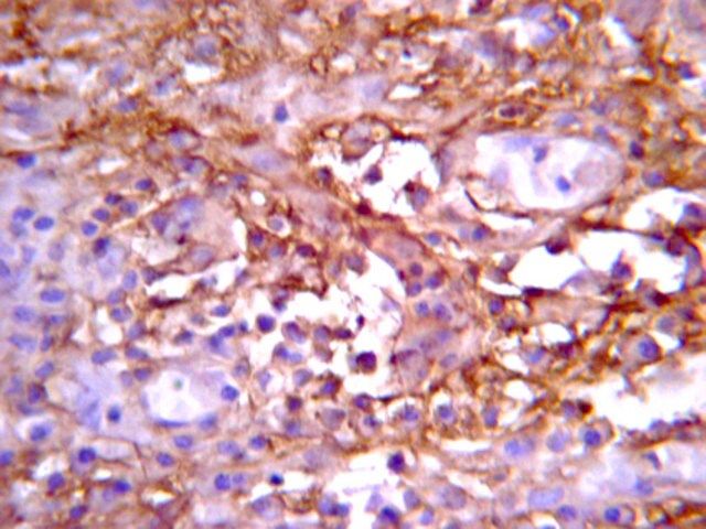 Anti-Notch 1 Antibody, NT