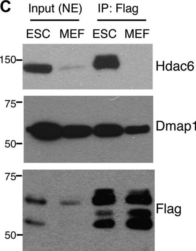 Anti-HDAC6 Antibody, CT