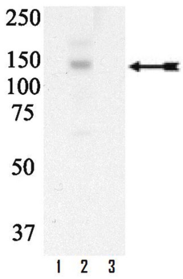 Anti-phospho-Met (Tyr1003) Antibody