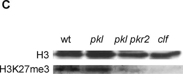 Anti-trimethyl-Histone H3 (Lys27) Antibody