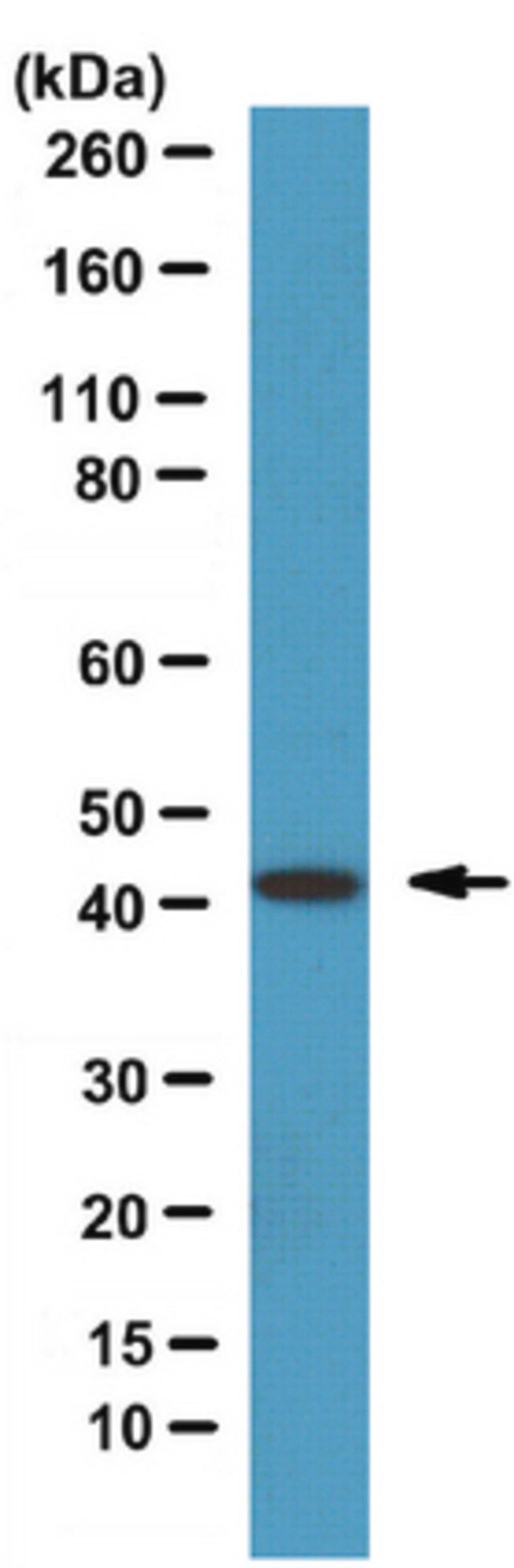 Anti-Septin-2 Antibody