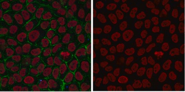 Anti-dimethyl Histone H3 (Lys4) Antibody, Alexa Fluor<sup>®</sup> 555 Conjugate