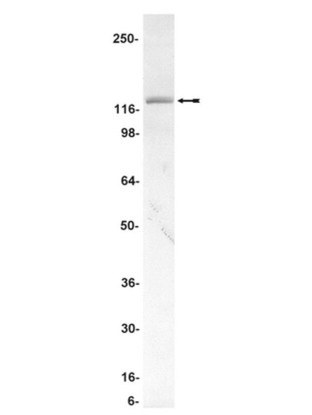 Anti-STAT2 Antibody