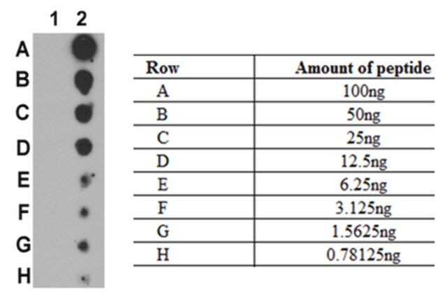 Anti-phospho-NF-kB (p100) (Ser707) Antibody