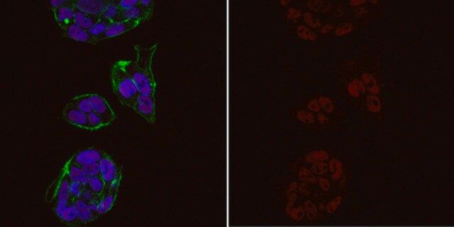 Anti-trimethyl Histone H3 (Lys4) Antibody, Alexa Fluor<sup>®</sup> 555 Conjugate