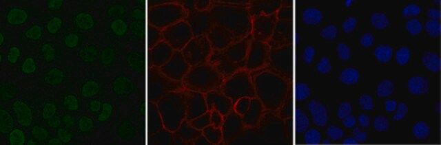 Anti-monomethyl Histone H4 (Lys20) Antibody, Alexa Fluor<sup>®</sup> 488 conjugate