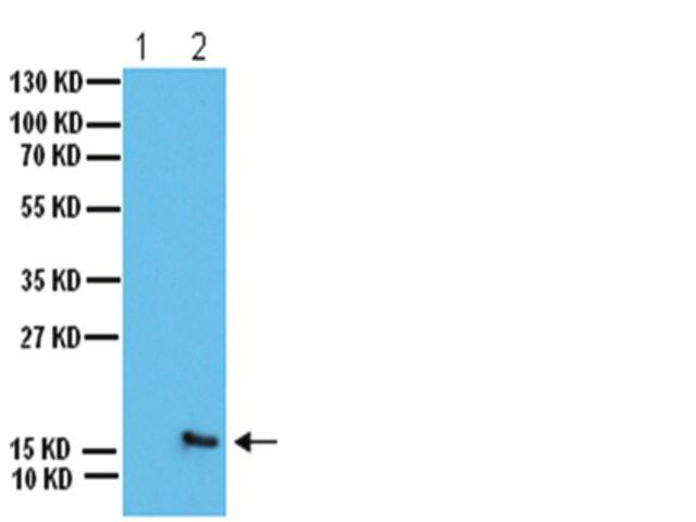 Anti-phospho-H2A.X (Ser139) Antibody