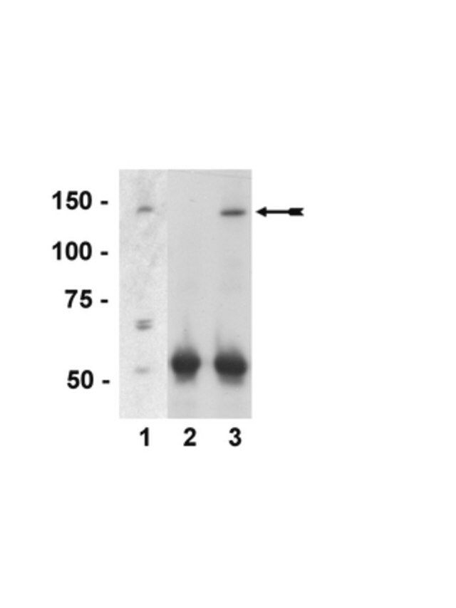 Anti-PIR121-1/Sra-1 Antibody