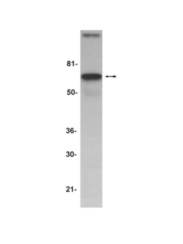 Anti-AIF (Apoptosis Inducing Factor) Antibody