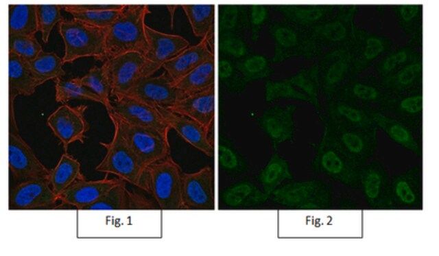 Anti-dimethyl-Histone H3 (Lys9) Antibody, Alexa Fluor<sup>®</sup> 488 Conjugate