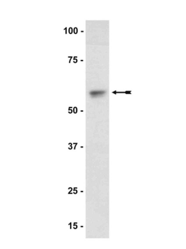 Anti-Akt1/PKB Antibody