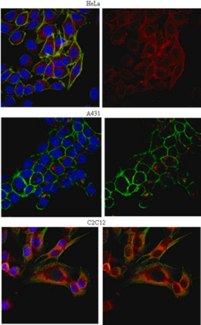 Anti-EEA1 Antibody