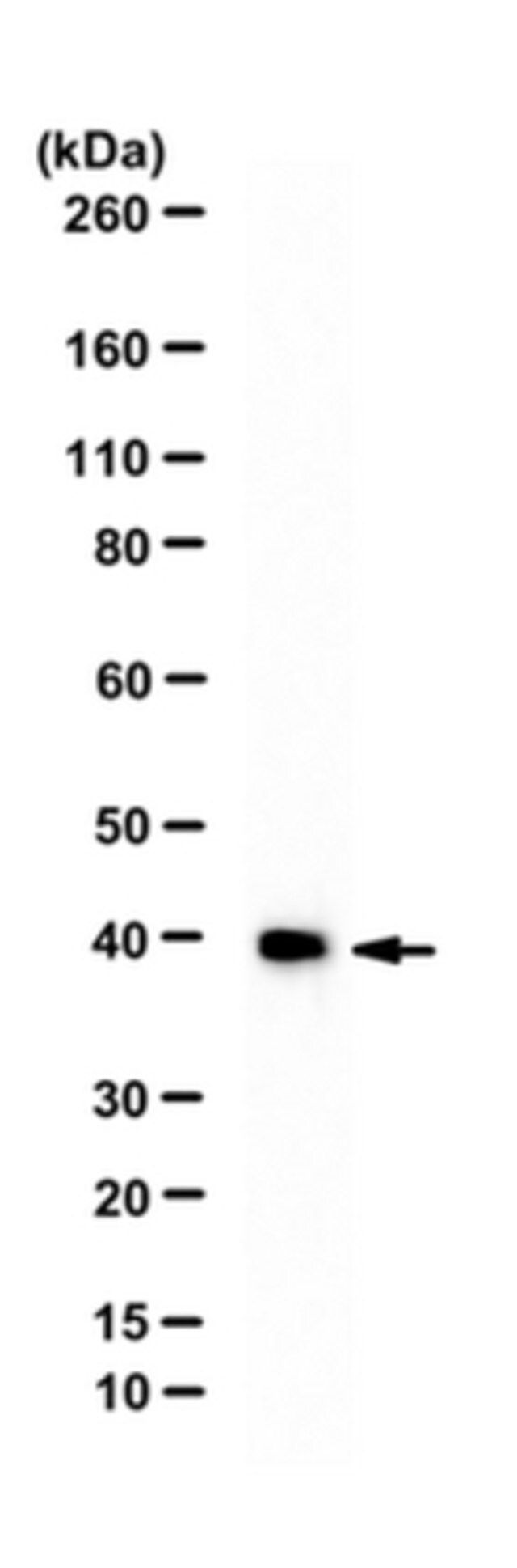 Anti-WDR5 Antibody