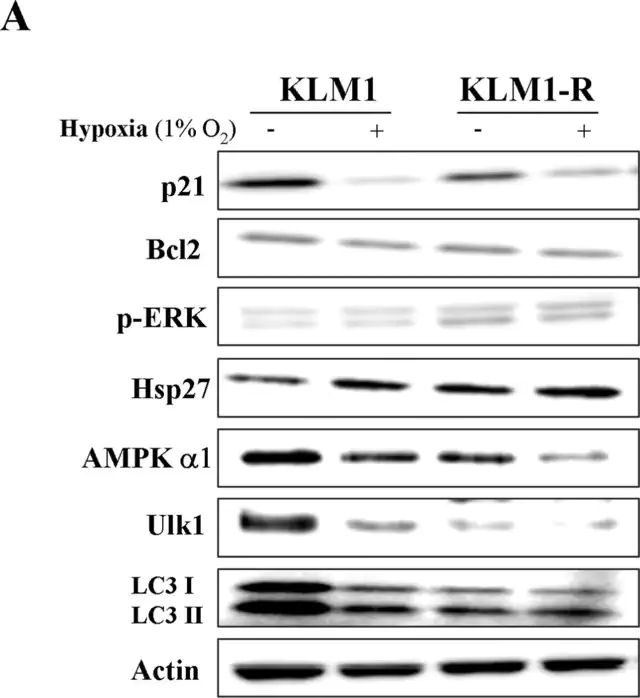 Anti-AMPK 1 Antibody