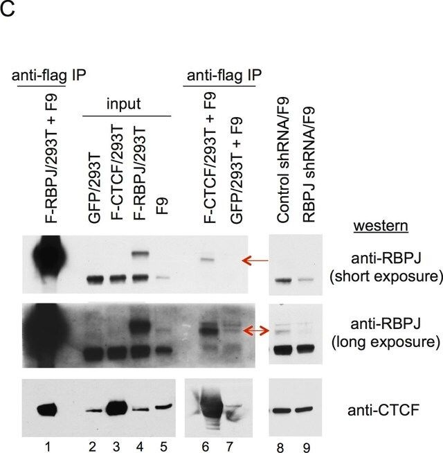 Anti-CTCF Antibody