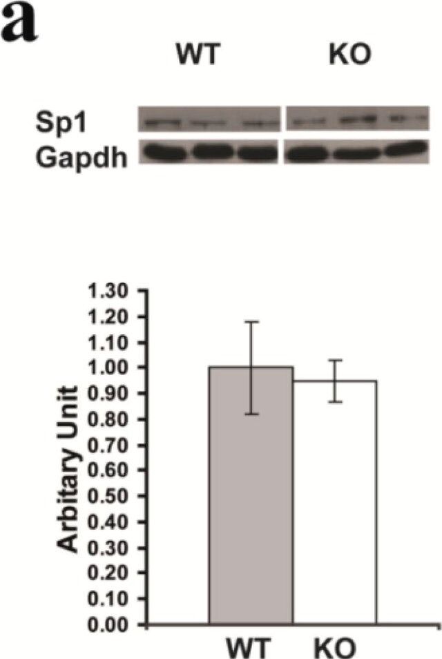 Anti-Sp1 Antibody