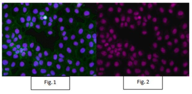 Anti-trimethyl-Histone H3 (Lys4) Antibody, Alexa Fluor<sup>®</sup> 647 Conjugate