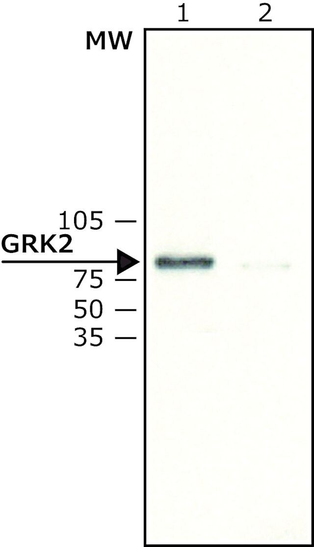 Anti-GRK2 antibody produced in rabbit