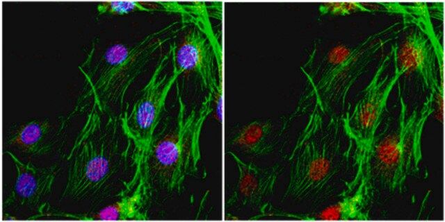 Anti-Maf-B Antibody