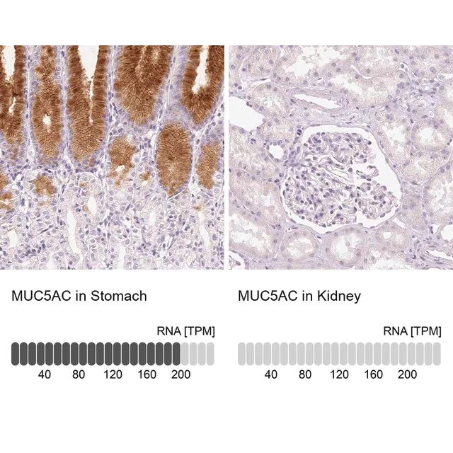 Anti-MUC5AC antibody produced in rabbit