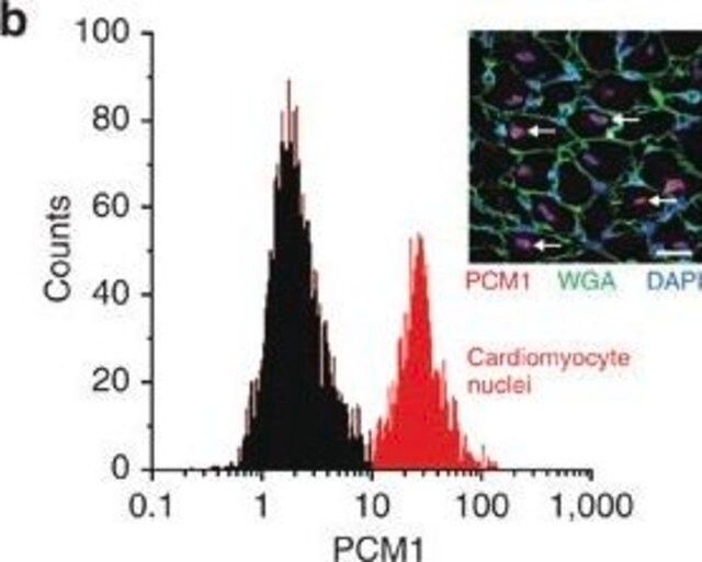 Anti-PCM1 antibody produced in rabbit