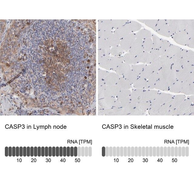 Anti-CASP3 antibody produced in rabbit